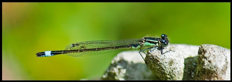 Juffertje in het groen