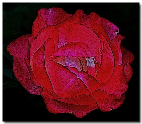 Een zijden roos van een echte roos uit mijn tuin
