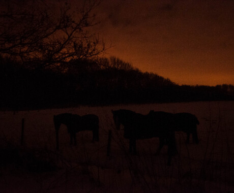 Paarden in de sneeuw