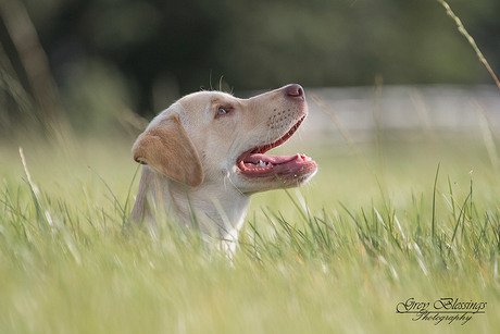 Als het gras een puppy hoog is