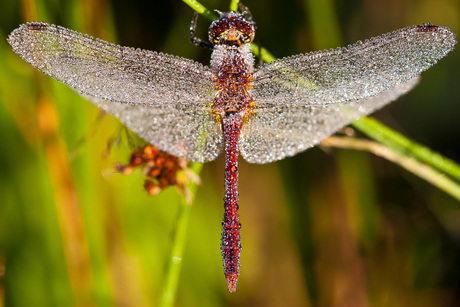 Bloedrode heidelibel