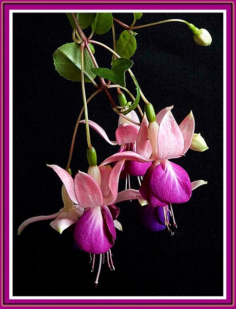 Fuchsia