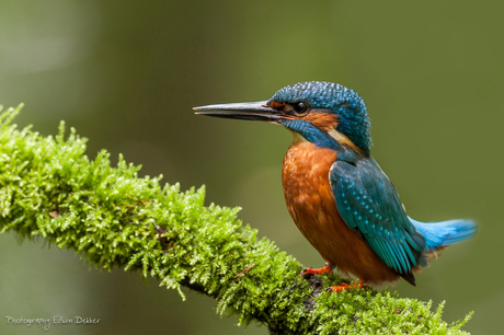 Kingfisher