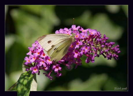 Koolwitje op vlinderplant