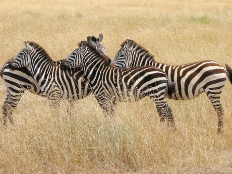 Zebra's zoeken bescherming Masai Mara