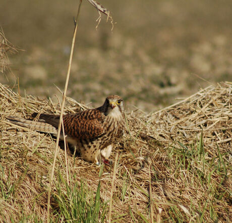 Buizerd/torenvalk