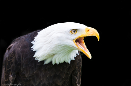 Bald Eagle Portret