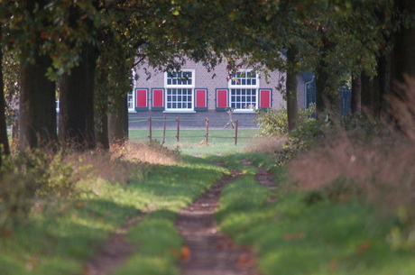 het bos bij ruurlo