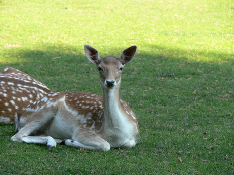 Damhert in park