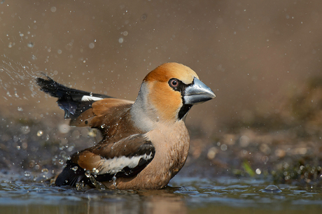 Appelvink badderend