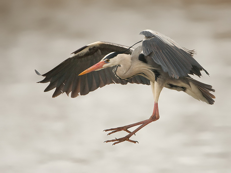 Blauwe reiger