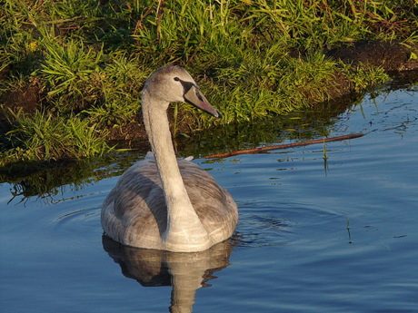 vogel serie 223. Zwaan.