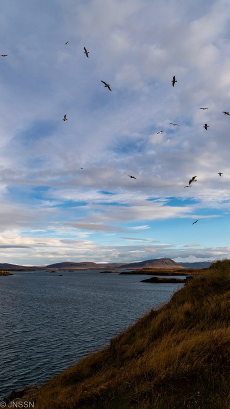 ‘Birds flying high’