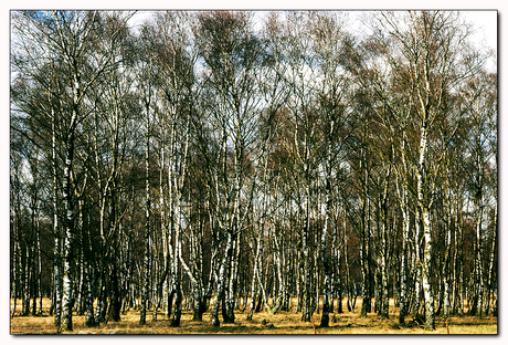 bomen op de grote heide Venlo