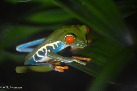 red eyed leaffrog