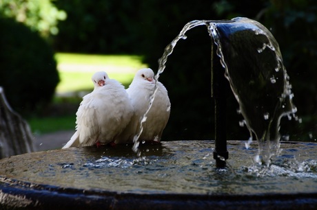 White Pigeons