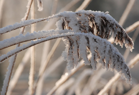 winterlandschap