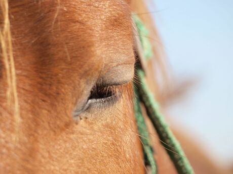 oog in oog met paard