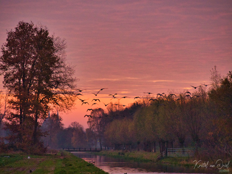 Ganzen bij zonsopkomst