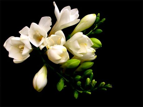 Freesia