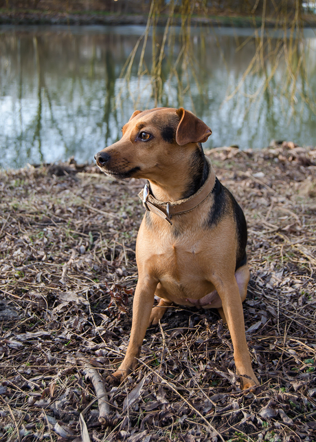 Mijn hondje