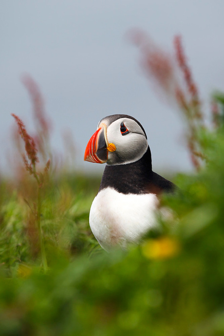 Puffin Scotland