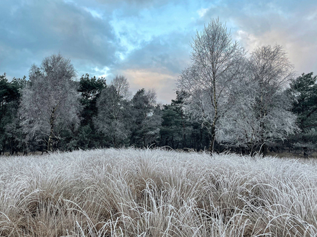 Winter in Arnhem