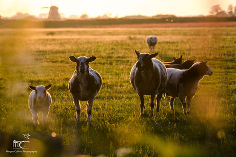 Sheepy Sunset