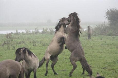 workshop met Steven Ruiter