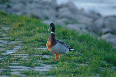 Duck aan de Waal