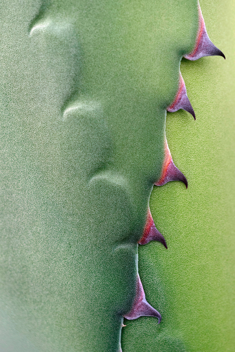 agave ritssluiting