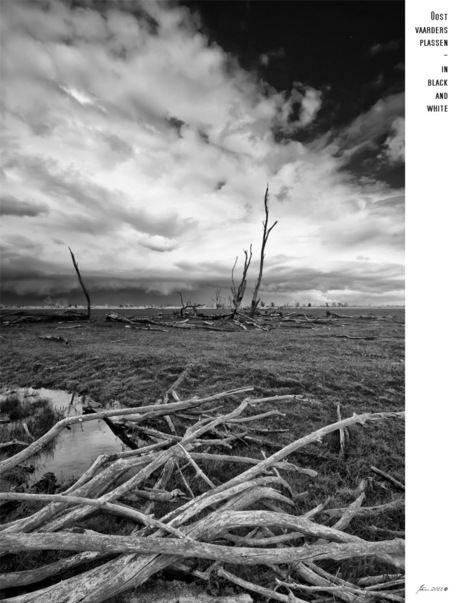 Oostvaardersplassen - in black and white