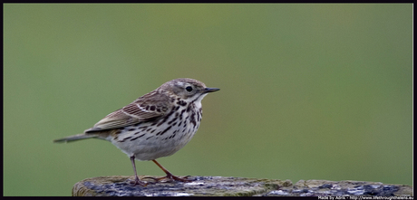 Welk vogeltje is dit?