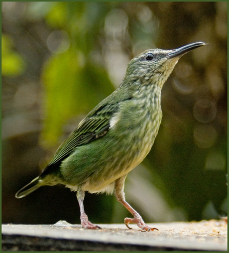 vogeltje uit texel