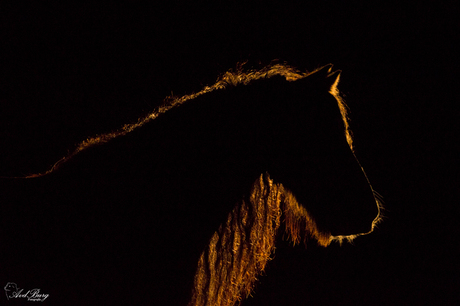 Paard in de nacht