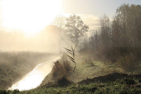 Ochtend mist op de melanen