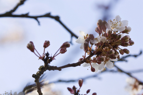 Prunus Bloesem