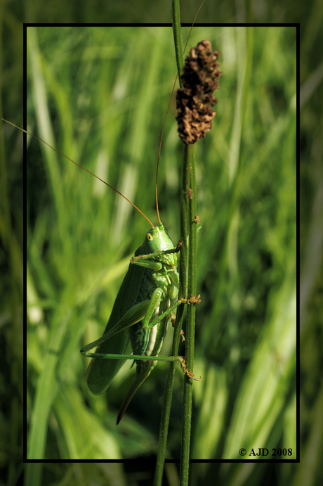 Grote groene sabelsprinkhaan