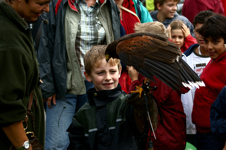 Björn met een buizerd