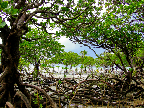 Mangrove cape tribulation