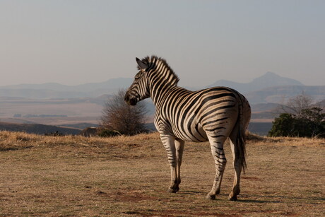zebra in Drakensbergen.jpg
