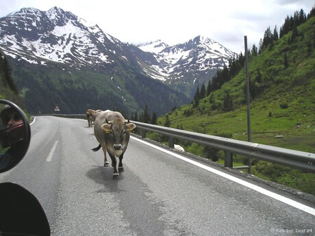 Heilige koeien in Zwitserland