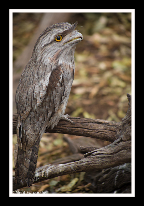 Papuan Frogmouth Owl