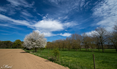 Bloesems Haspengouw