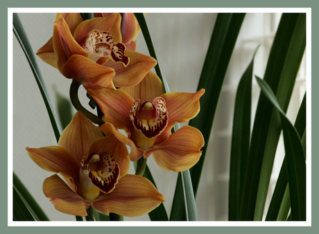 Cymbidium