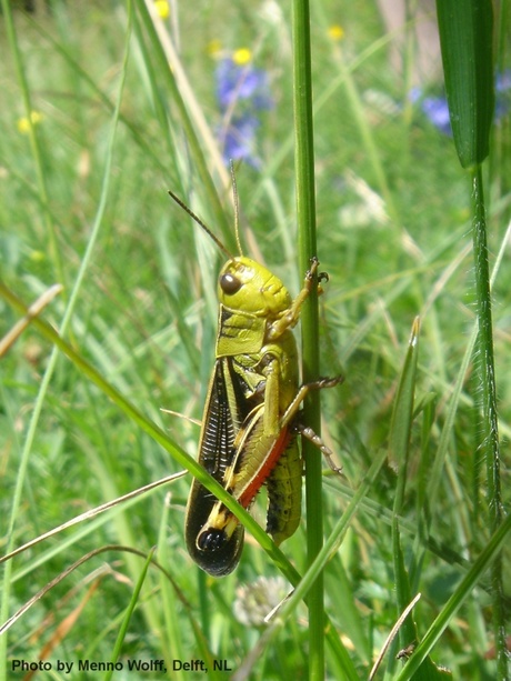 Sprinkhaan