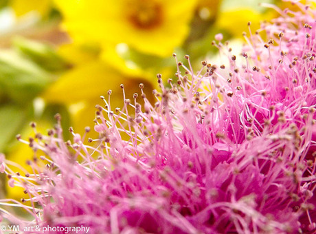 Sering blossom_close-up