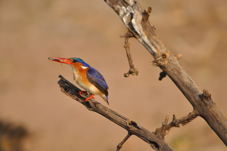 Botswana 772.jpg