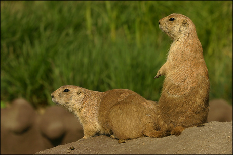 Prairiehondjes