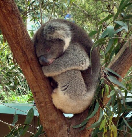 Slapende Koala